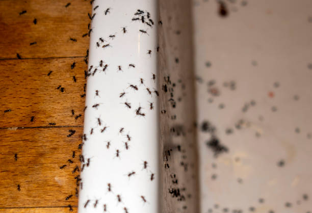 Best Best Pest Control Companies  in Ringwood, NJ