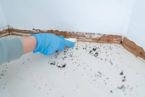 Best Affordable Pest Control Services  in Ringwood, NJ