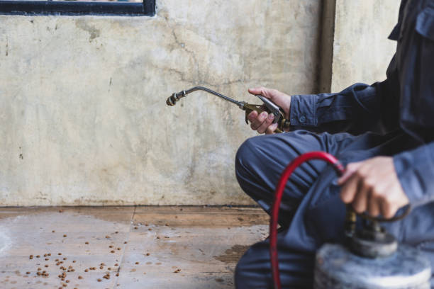 Wasp Removal Services in Ringwood, NJ